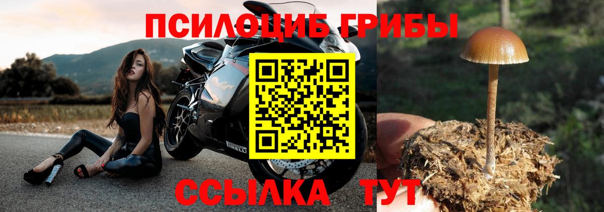 Унеча  Псилоцибиновые грибы MAGIC MUSHROOMS  Вход с VPN 